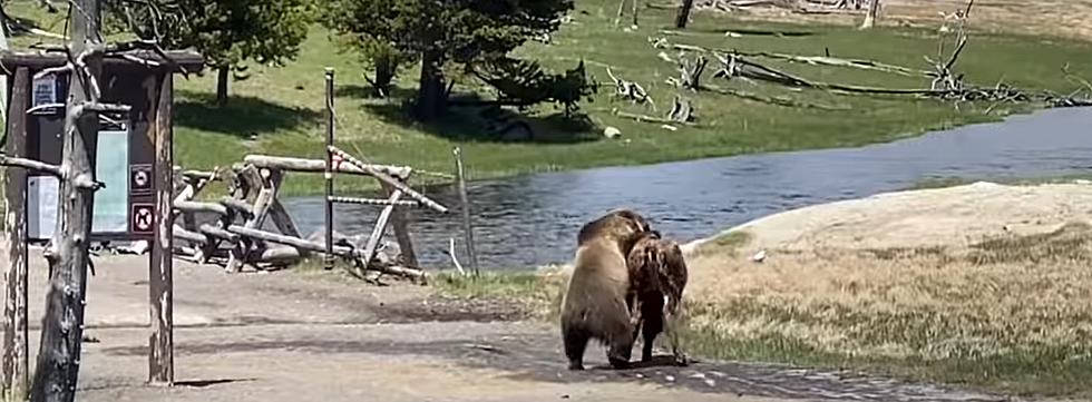 Bison Vs. Grizzly Bear: The Battle In Yellowstone
