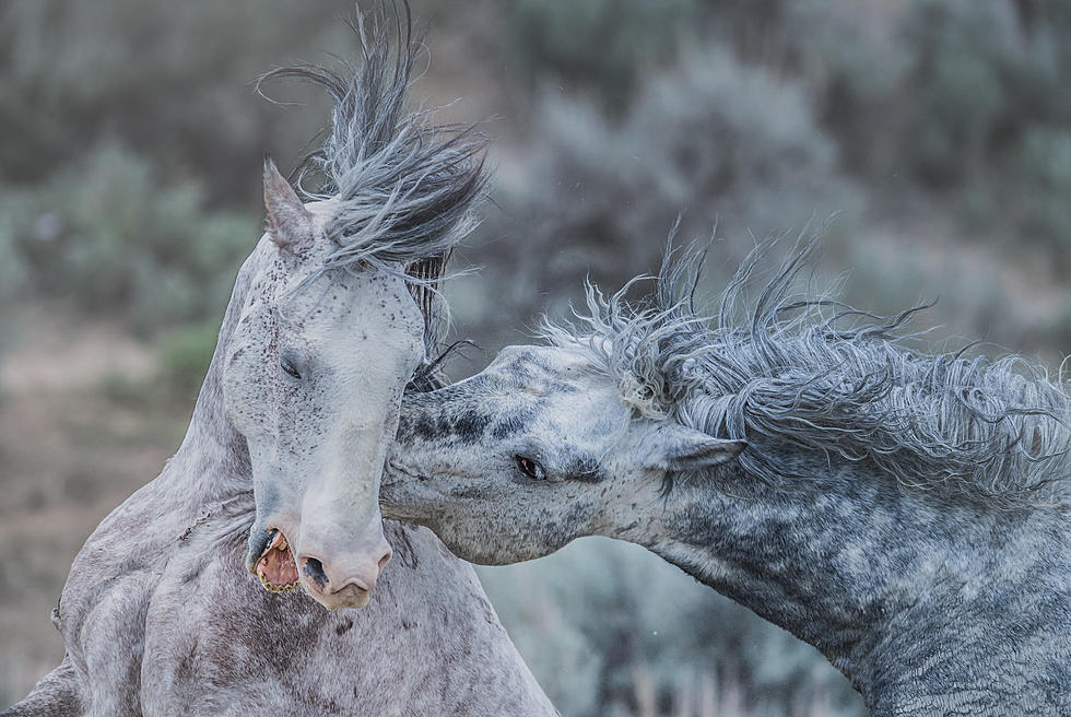 Pictures Of Colorado's Sand Wash Basin Wild Horses Are Stunning