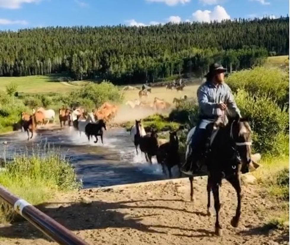 WATCH: This Epic Horse Drive Makes Our Wyoming Hearts Proud