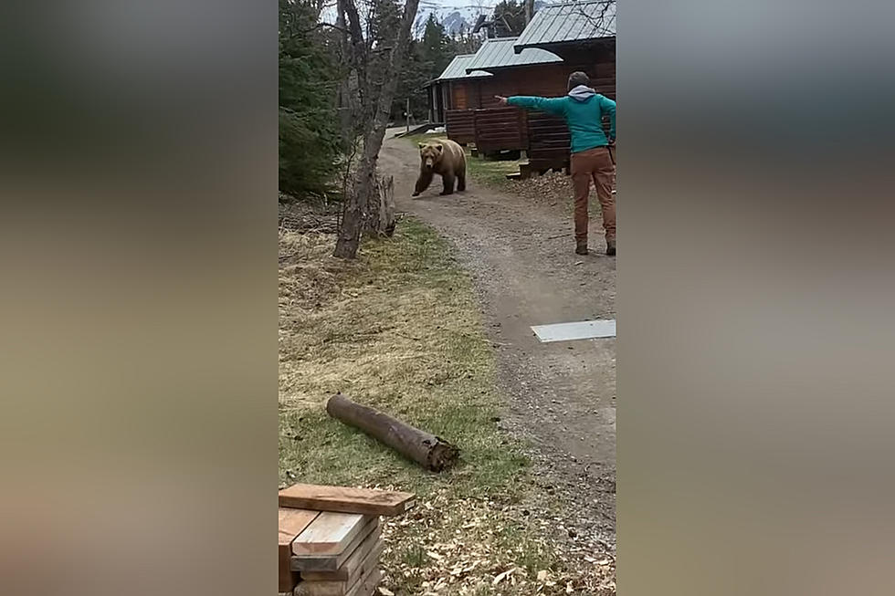 Bear Whisperer Convinces Huge Grizzly to Leave Just By Asking