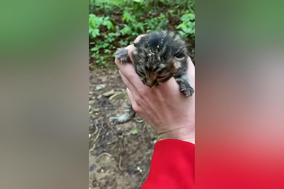 Watch a Girl Go Hiking and Find a Harmless-Looking Bobcat Kitten
