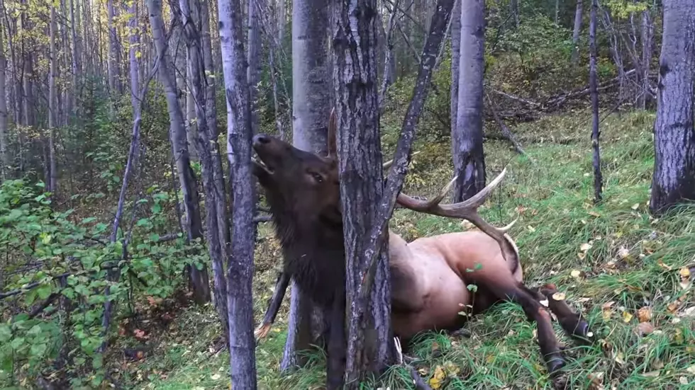 (Graphic Video) Huge Elk Gets Stopped Cold Between Two Trees