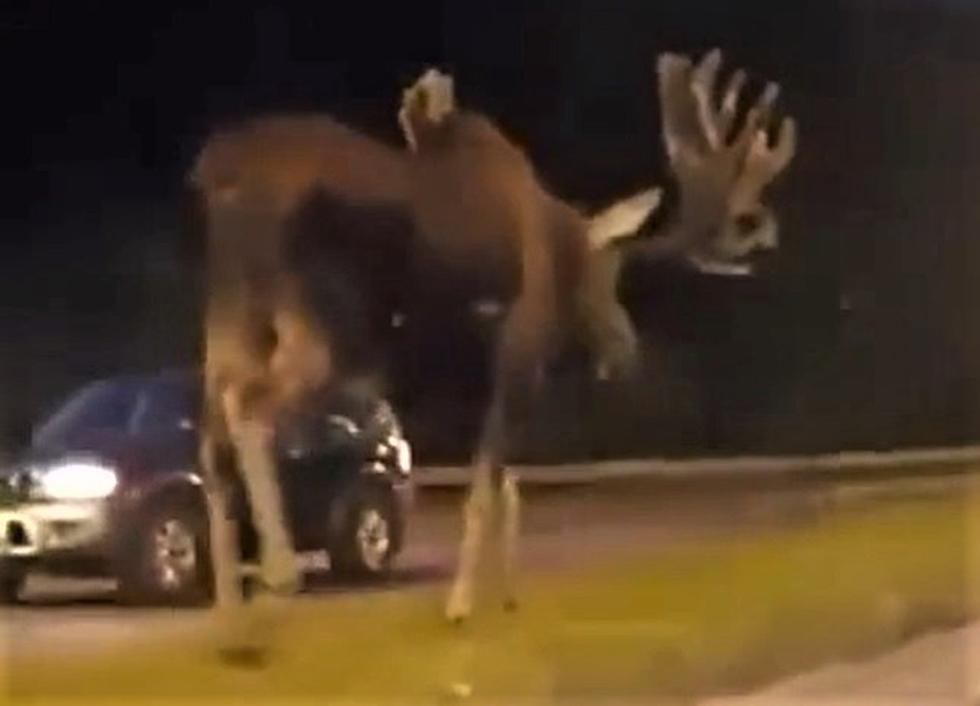 How Big Is A Moose? Let This Tiktoker Show You...