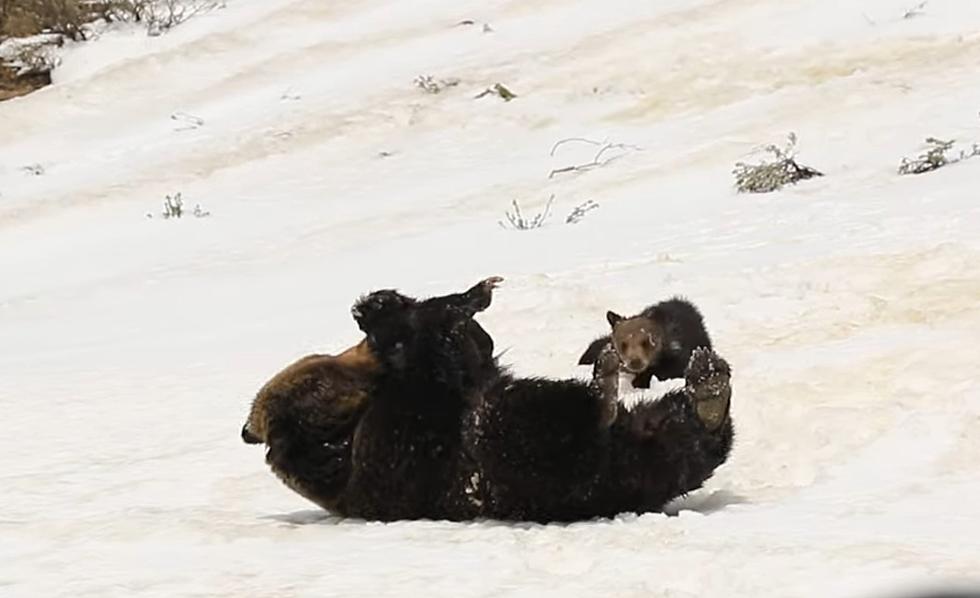 Watch a Silly Yellowstone Grizzly and Cubs Snowball Down a Hill