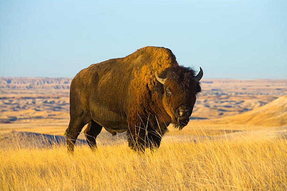 Here Are Our Top 25 Wild Mammals That Call Wyoming Home