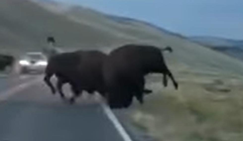 #1 Cause of Frustrating Traffic Jams in Yellowstone are Bison