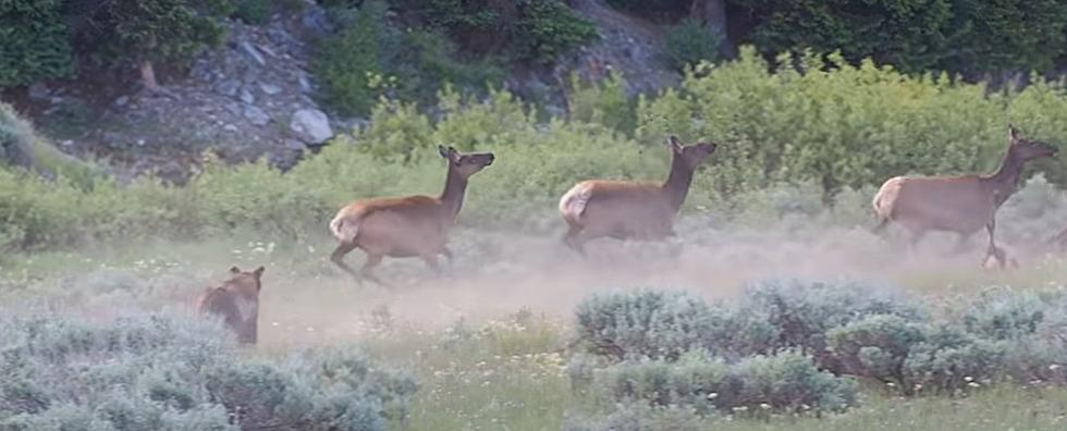 Watch: Grizzly Bear Takes Down Elk In Wyoming’s Grand Teton NP