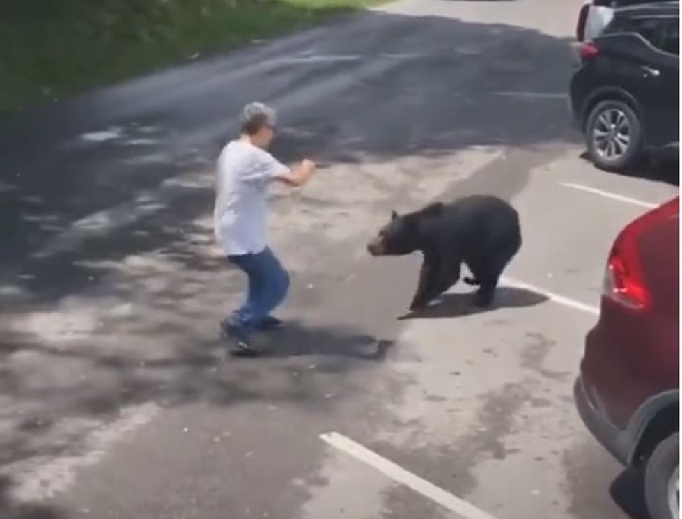 Man Learns When You Try And Pet A Bear Cub, Mama Bear Gets Mad