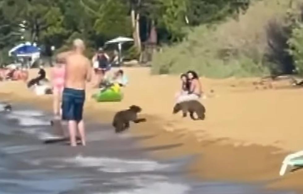 Bears Devour A Picnic And Go Swimming...And No One Moves 