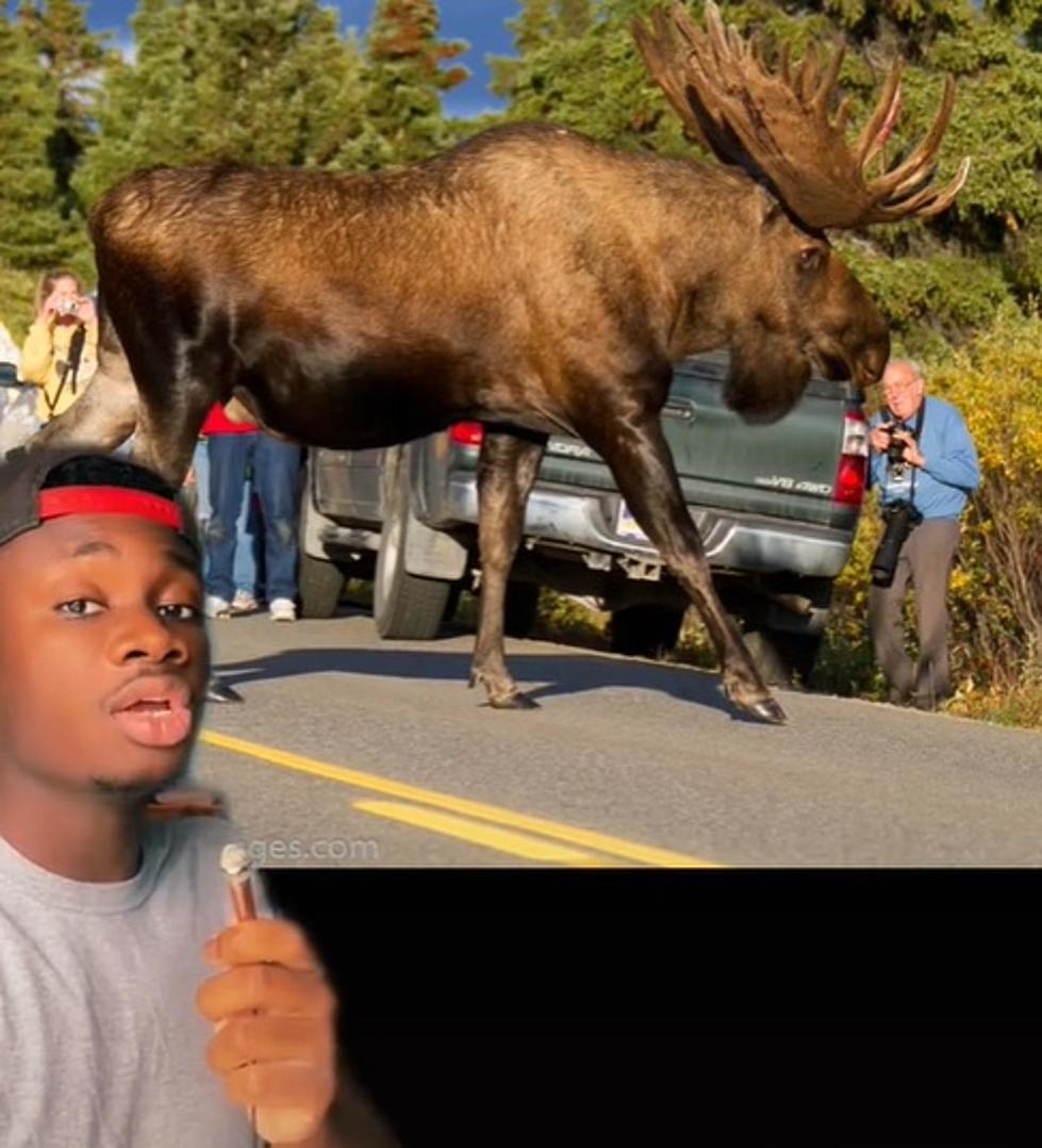 Hilarious TikToker Calls A Moose A &#8221; &#8216;Roid Deer&#8221; In His New Video