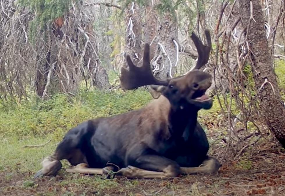 WATCH: Clever Wyoming Moose Escapes The Summer Heat in the Shade