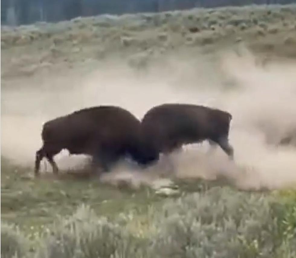 WATCH: This Bison Battle Has a Clear Winner and Loser