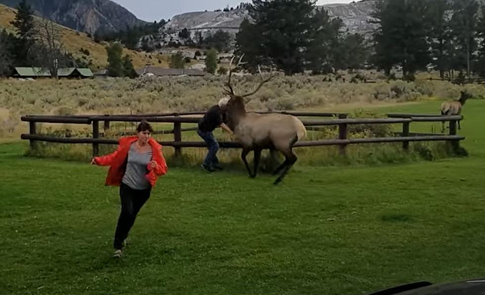 It’s Elk Rut Season And They Can Be Extra Aggressive!