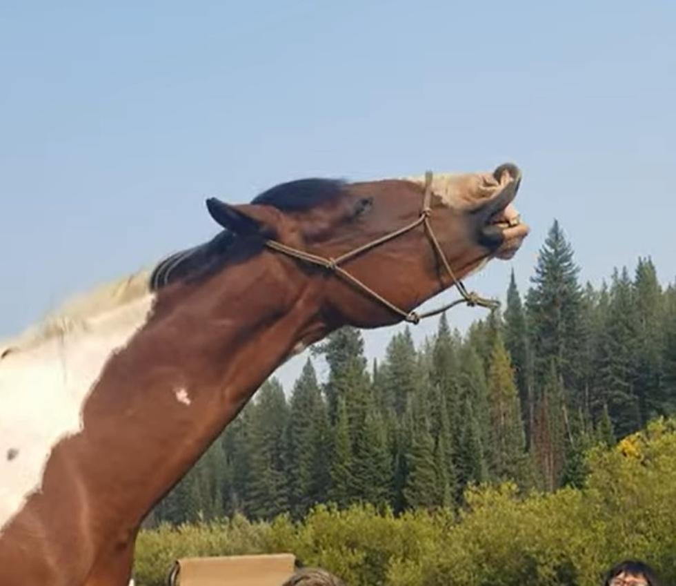 WATCH: Wyoming Horse Smiling Over His Love Of Chips