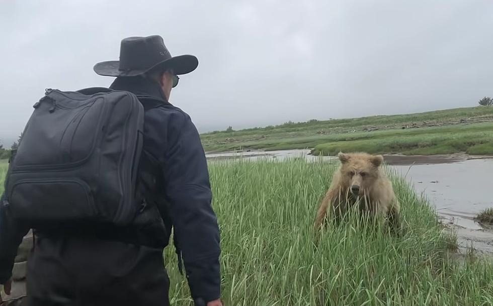 WATCH Angry Grizzly Bear Sow Charges Alaskan Guide Multiple Times