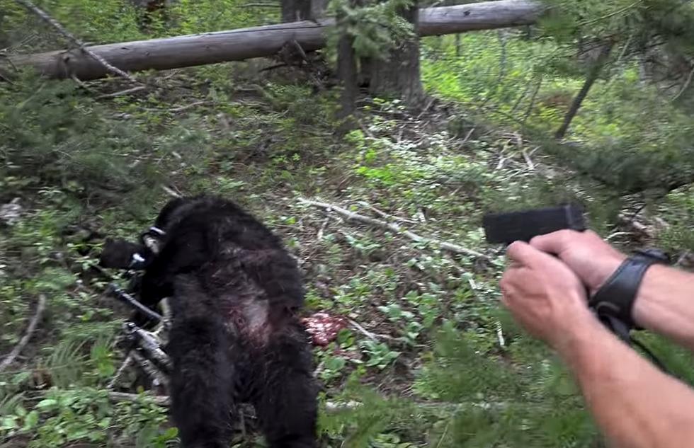 Here’s What You Should Do If These 7 Dangerous Wyoming Animals Attack