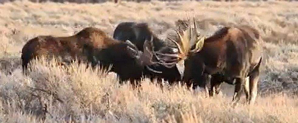 WATCH: A 3 Way Battle In Wyoming’s Action Packed Moose Fight Club
