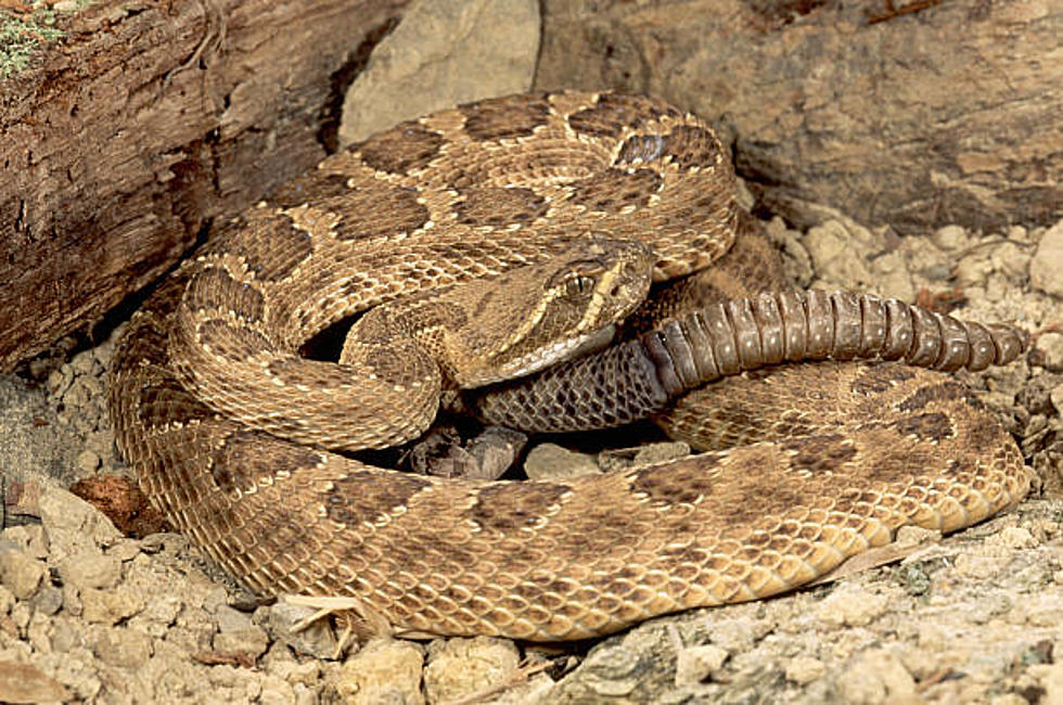 What’s The Best Way To Prepare Rattlesnake For Dinner In Wyoming?