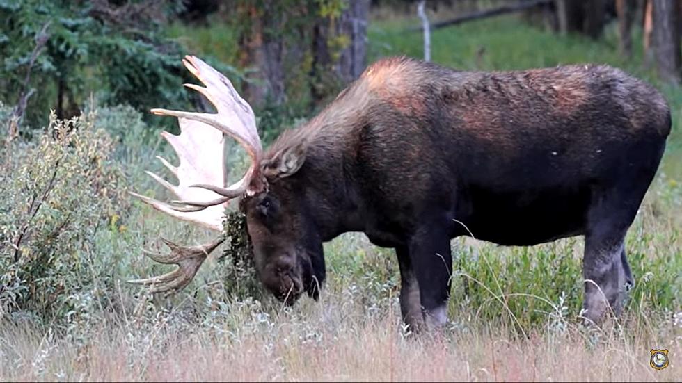 Huge Wyoming Moose Struggles To Get Last of Velvet Off Antlers