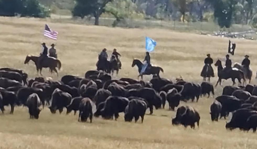 Incredibly See 1300 Bison Rounded Up Across Wyoming State Line