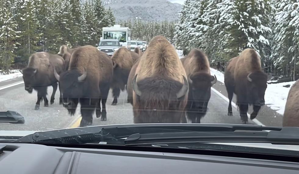 WATCH:  More Than 100 Bison Surround A SUV In Yellowstone