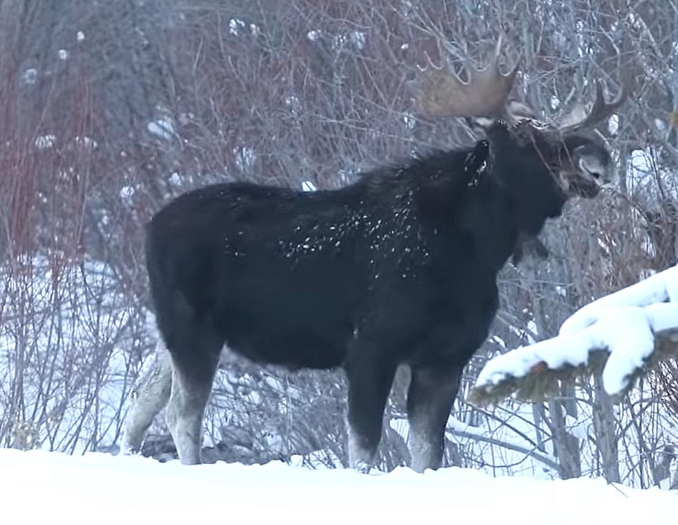 Watch A Huge Wyoming Moose Just Chillin’ And Eating In The Snow