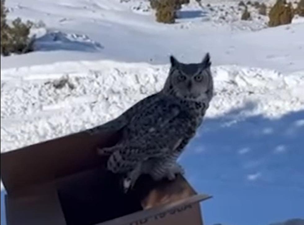 Great Horned Owl Captured And Released By Wyoming Game and Fish