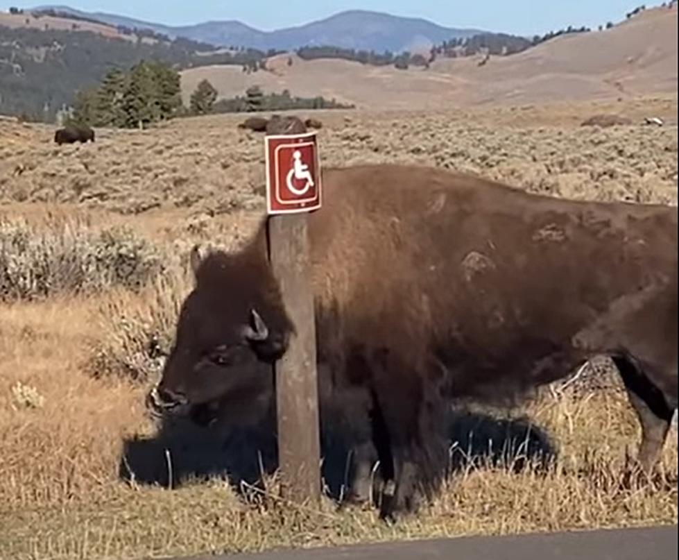 WATCH: A Large Wyoming Bison Has An Itch That Needs Taken Care Of
