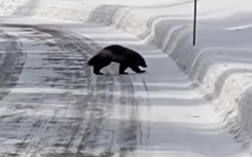 Exciting Video Of A Rare Wolverine In Yellowstone