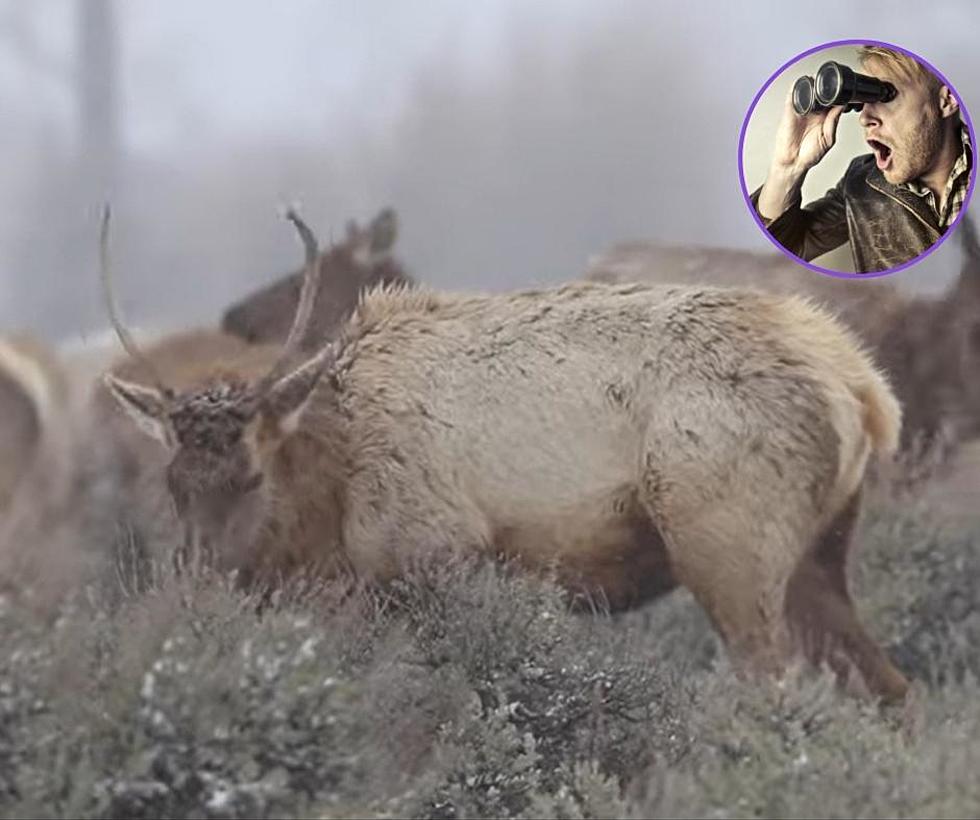 If You Love Watching Wildlife, Check Out Wyoming Elk Herd