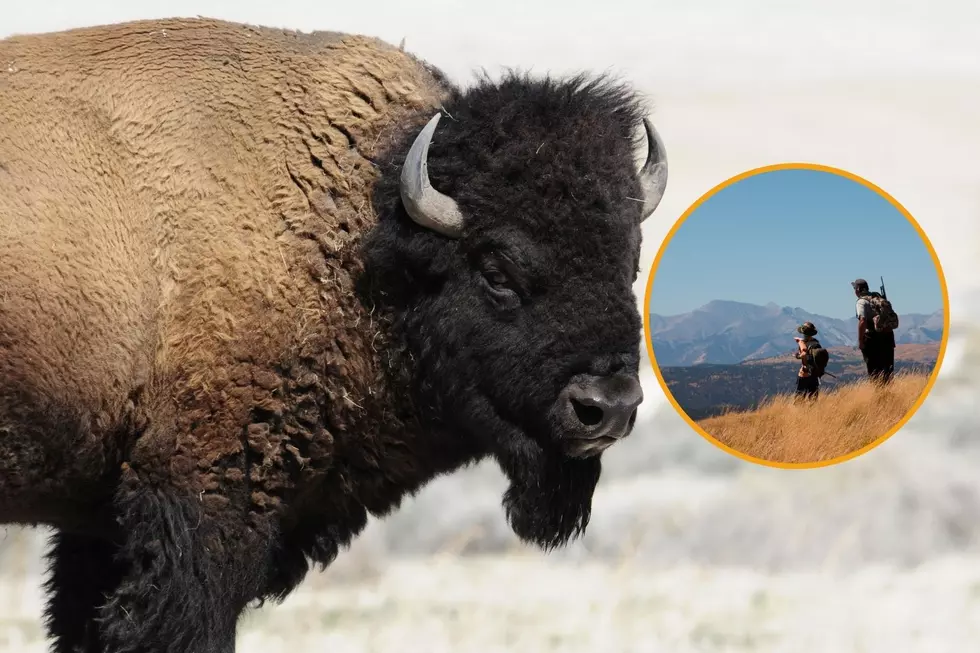 A Wyoming Mountain Man Offering Fascinating Bison Hunts This Fall