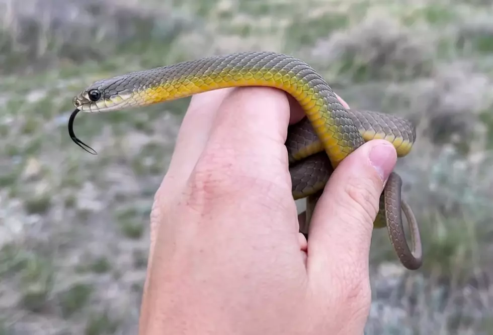Is &#8216;Herping In Wyoming&#8217; A Fun Adventure Or A Pesky Medical Issue?