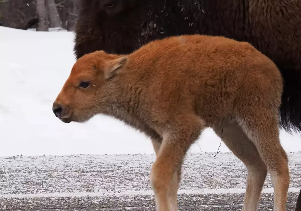 Who Knew Yellowstone’s Baby Bison Could Be So Adorable?
