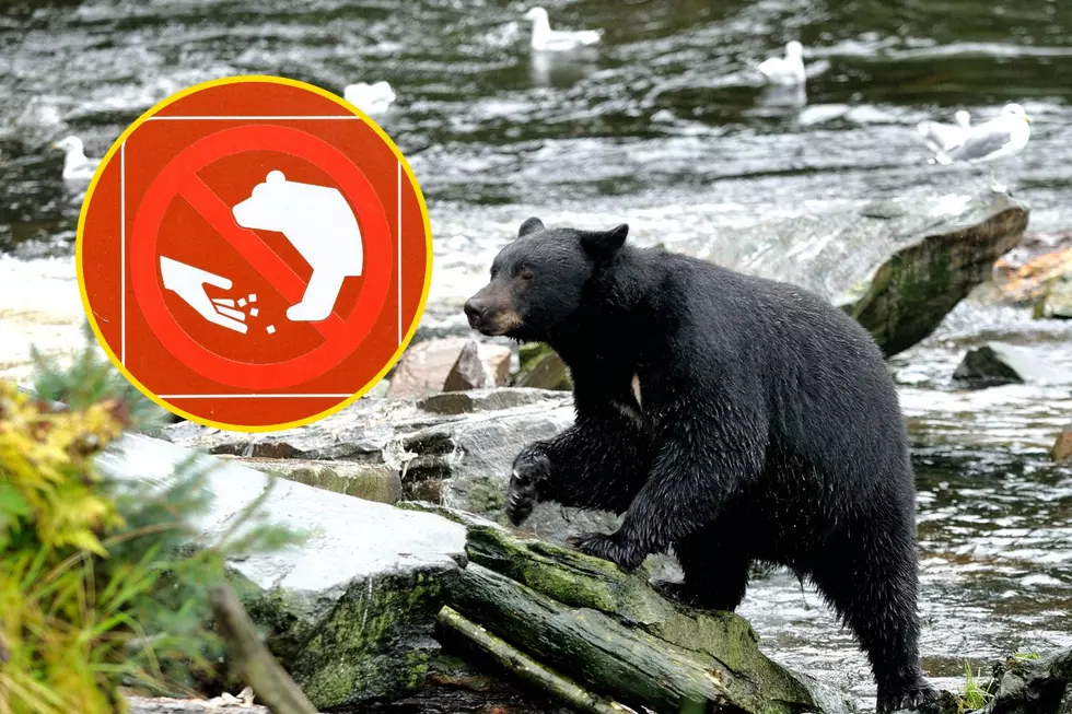 WGFD Has Good Advice To Be Bear-Wise and Keep Casper Bears Away