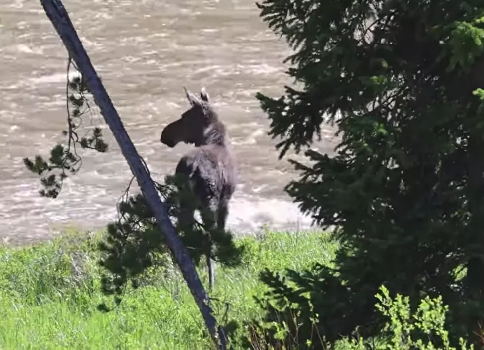Beautiful Wyoming Wildlife Handling The Awkward Flooding