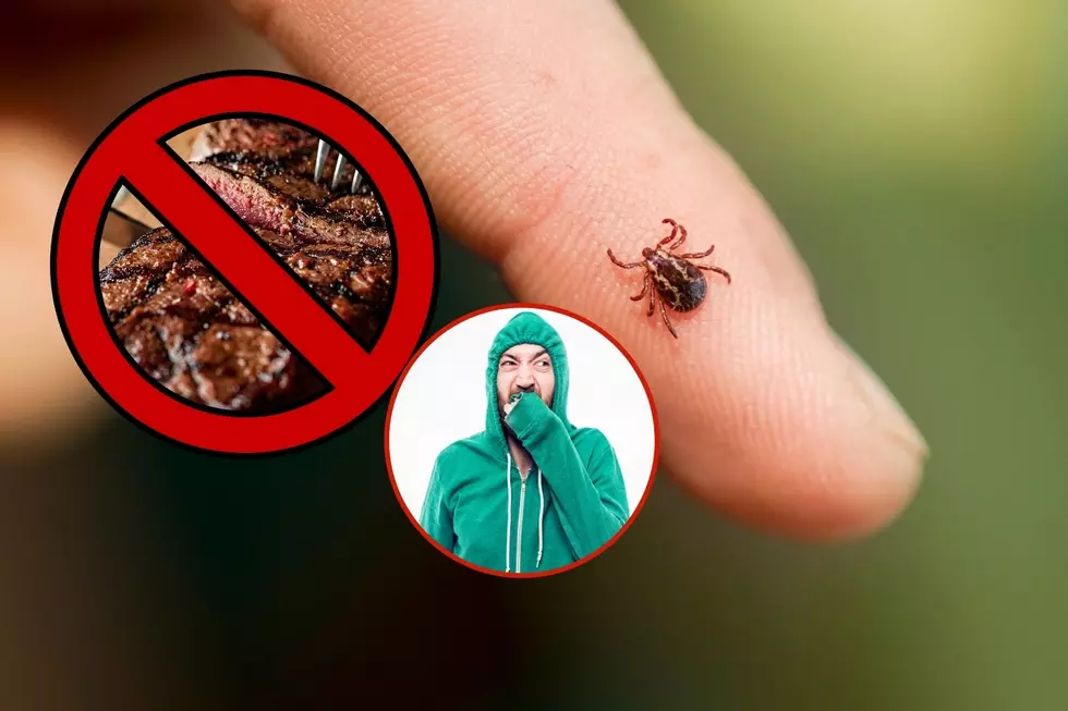 Can Terrible Wyoming Tick’s Make You Allergic To Red Meat?