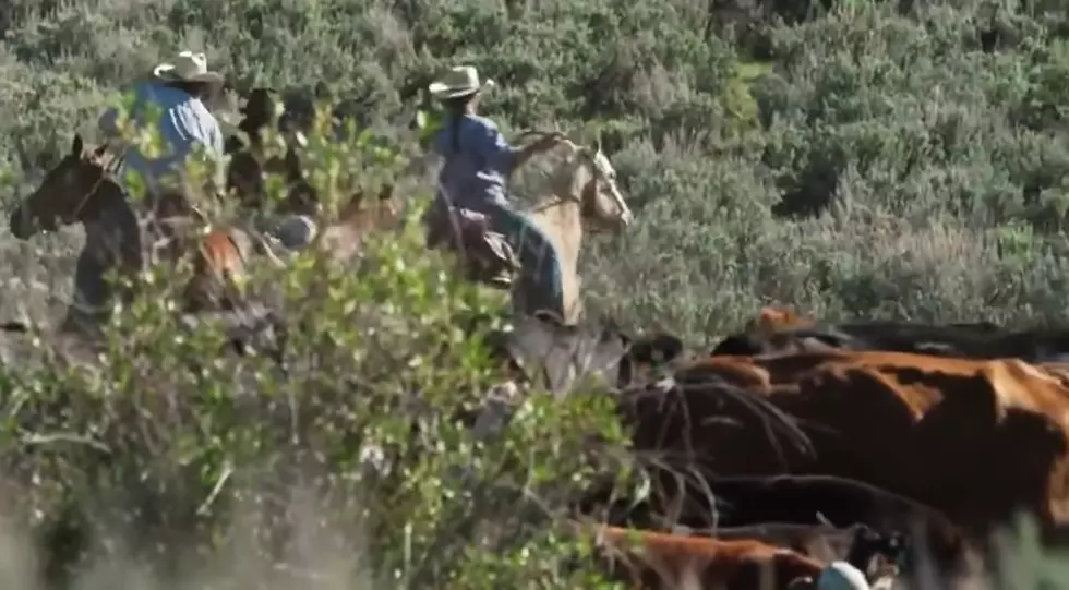 ’60 Minutes’ Story Shows The Importance of A Wyoming Cattle Drive