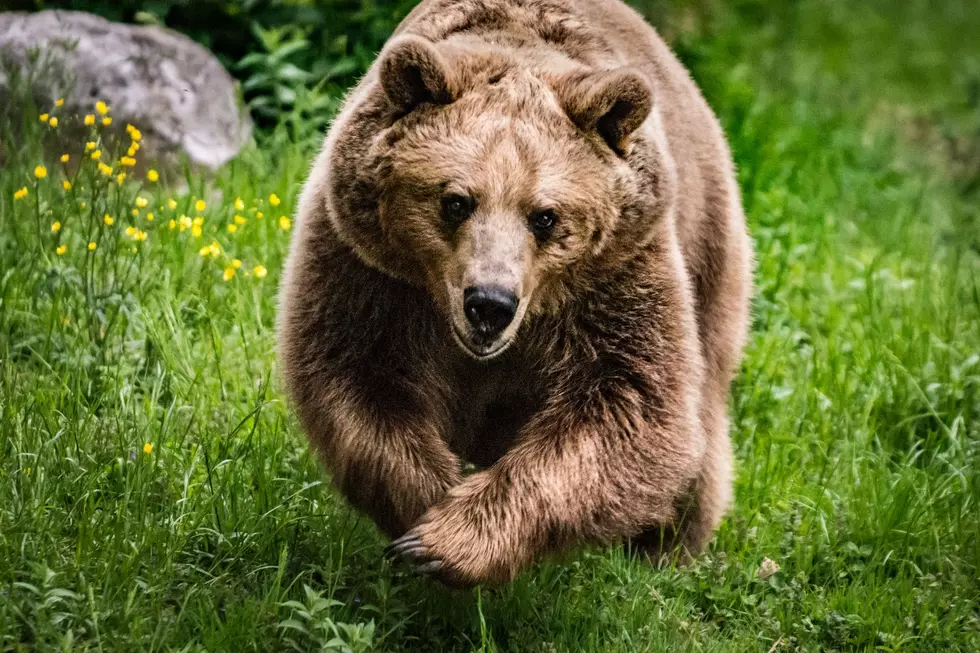 Wyoming Bears Are Fast And Stealthy For Being So Big