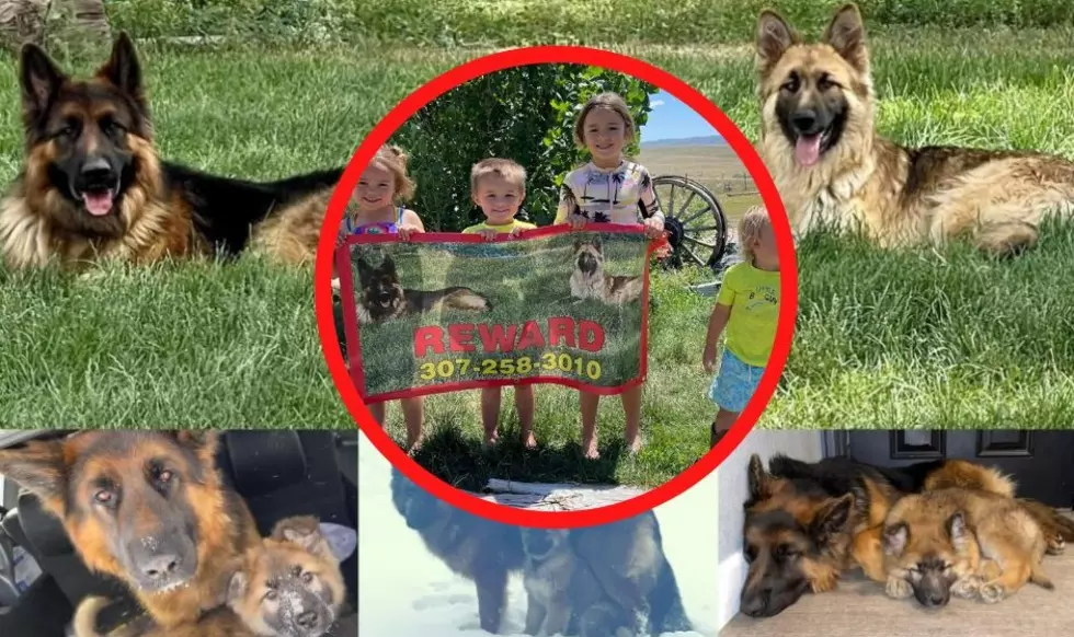 HELP Douglas Wyoming Family Begs For The Return Of Their German Shepherd Dogs