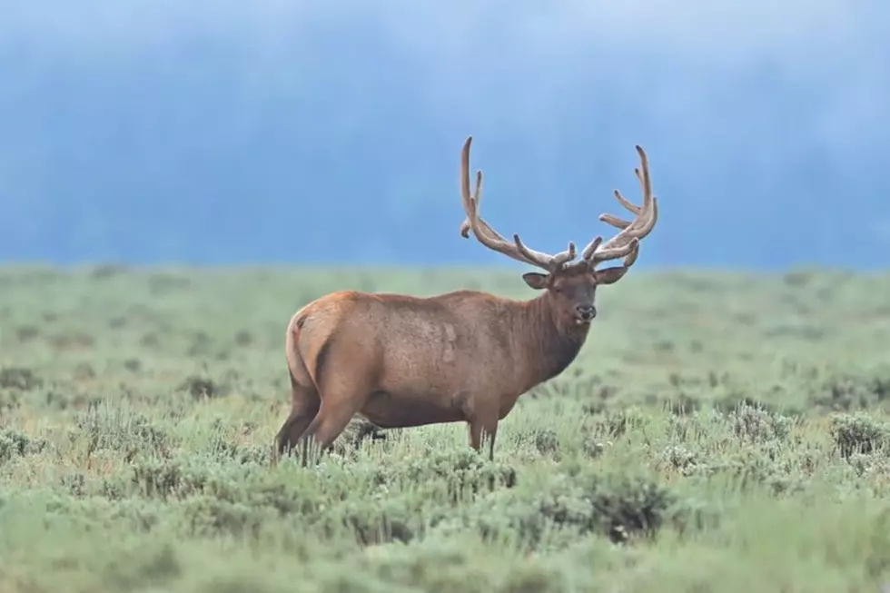 Yellowstone National Park Reminds Tourists Not To Bug Bull Elk During Mating Season (Or Ever)