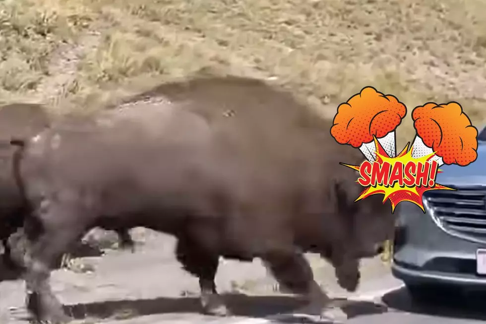 A Bison Smashes Head On Into Car In Yellowstone And Acts Unphased