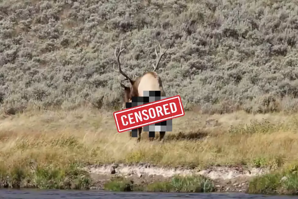 Love Makes Animals Do Weird Things During The Wyoming Rut