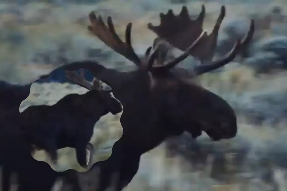 VIDEO: Wyoming’s Wildlife Is Some Of Best In The Country