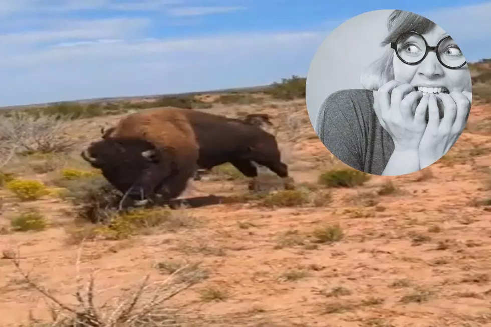 SCARY: Wyoming Hiker Recorded Being Tossed By A Bison
