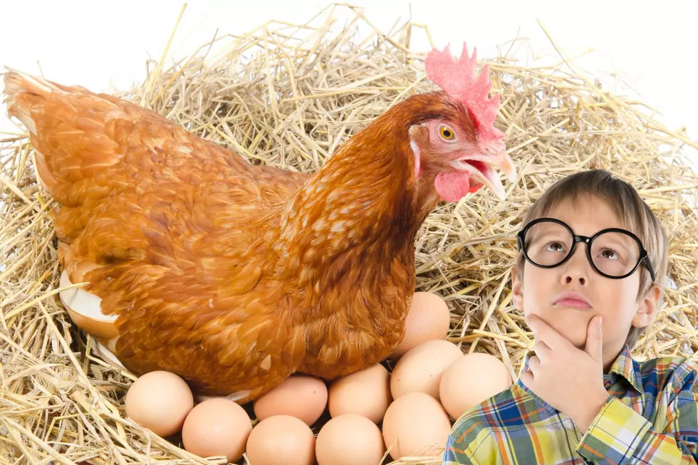 Can You Save Money On Eggs By Raising Your Own Wyoming Chickens?