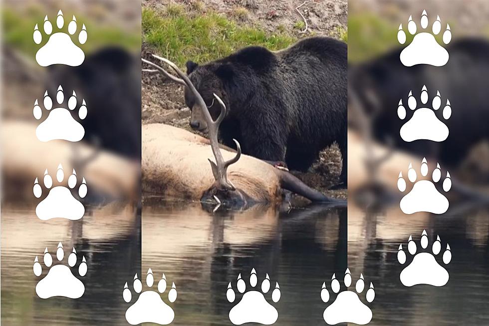 Watch This Powerful Wyoming Grizzly After Killing An Elk