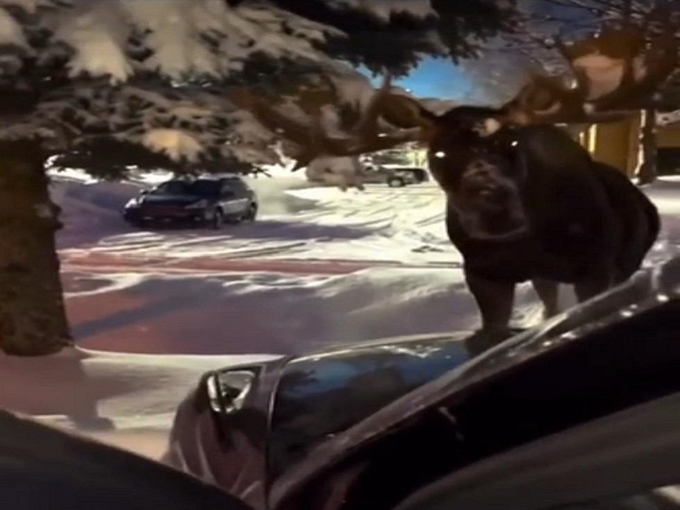 WOW! This Crazy Eyed Moose Staring Down A Driver Freaks Us Out