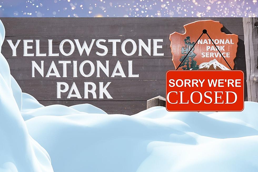Winter Adventures Are Over In Yellowstone, Ready For Spring Fun?