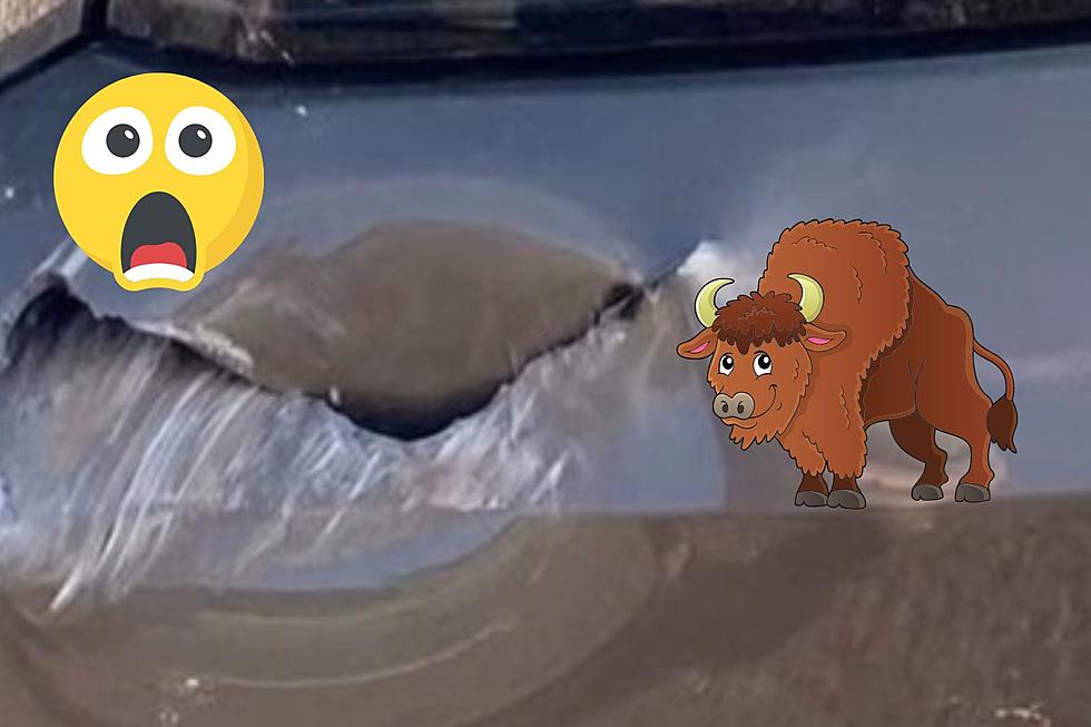 Better Have Car Insurance When Around Wyoming’s Lunatic Bison
