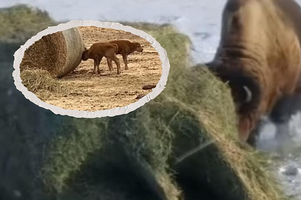 Great Video Of A Young Bison Acting Just Like Dad
